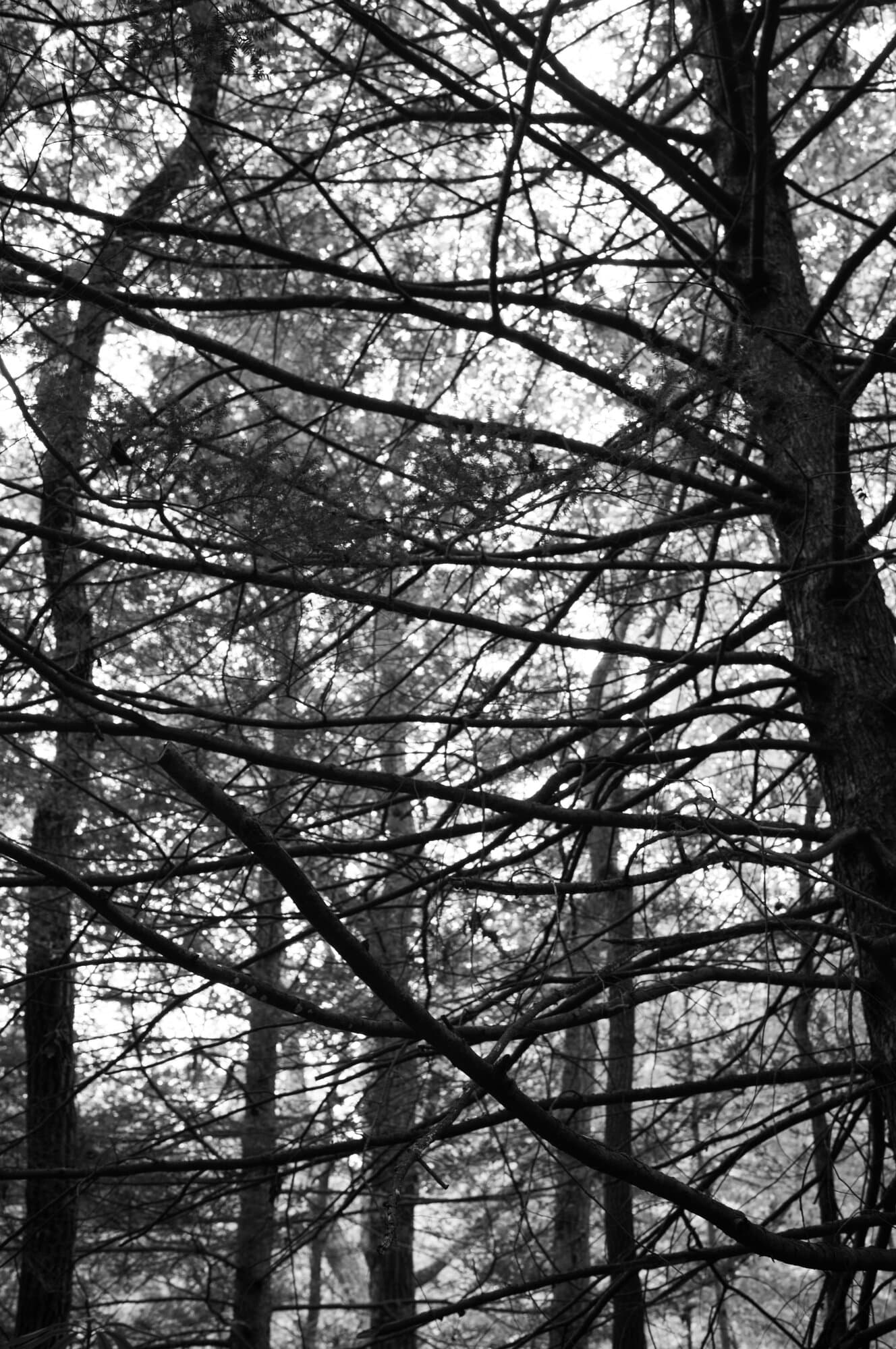 Black & White — frame 1