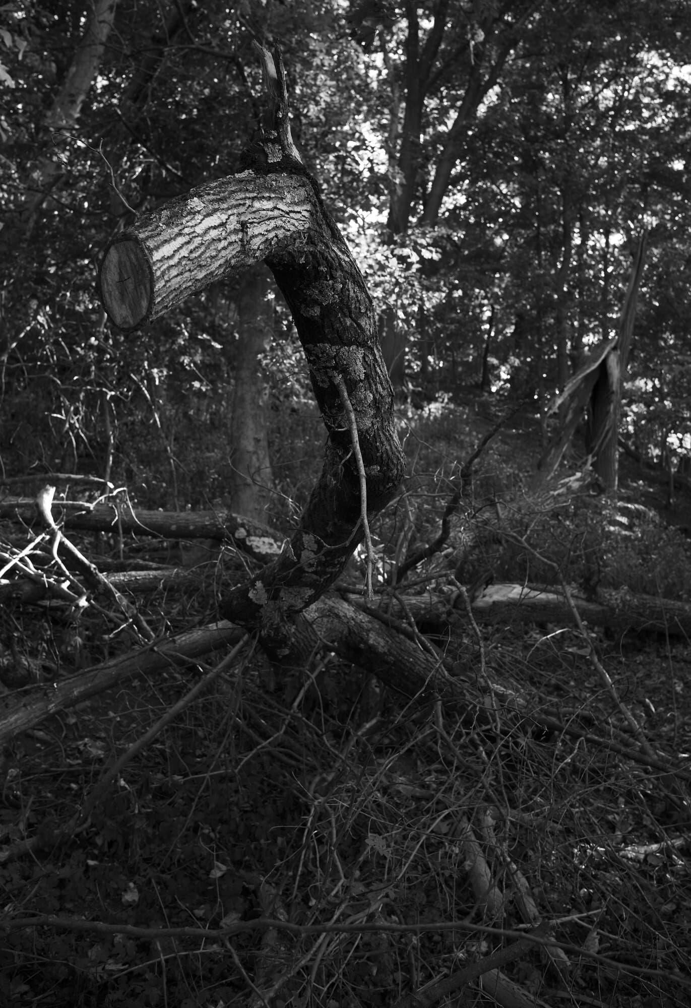 Black & White — frame 7