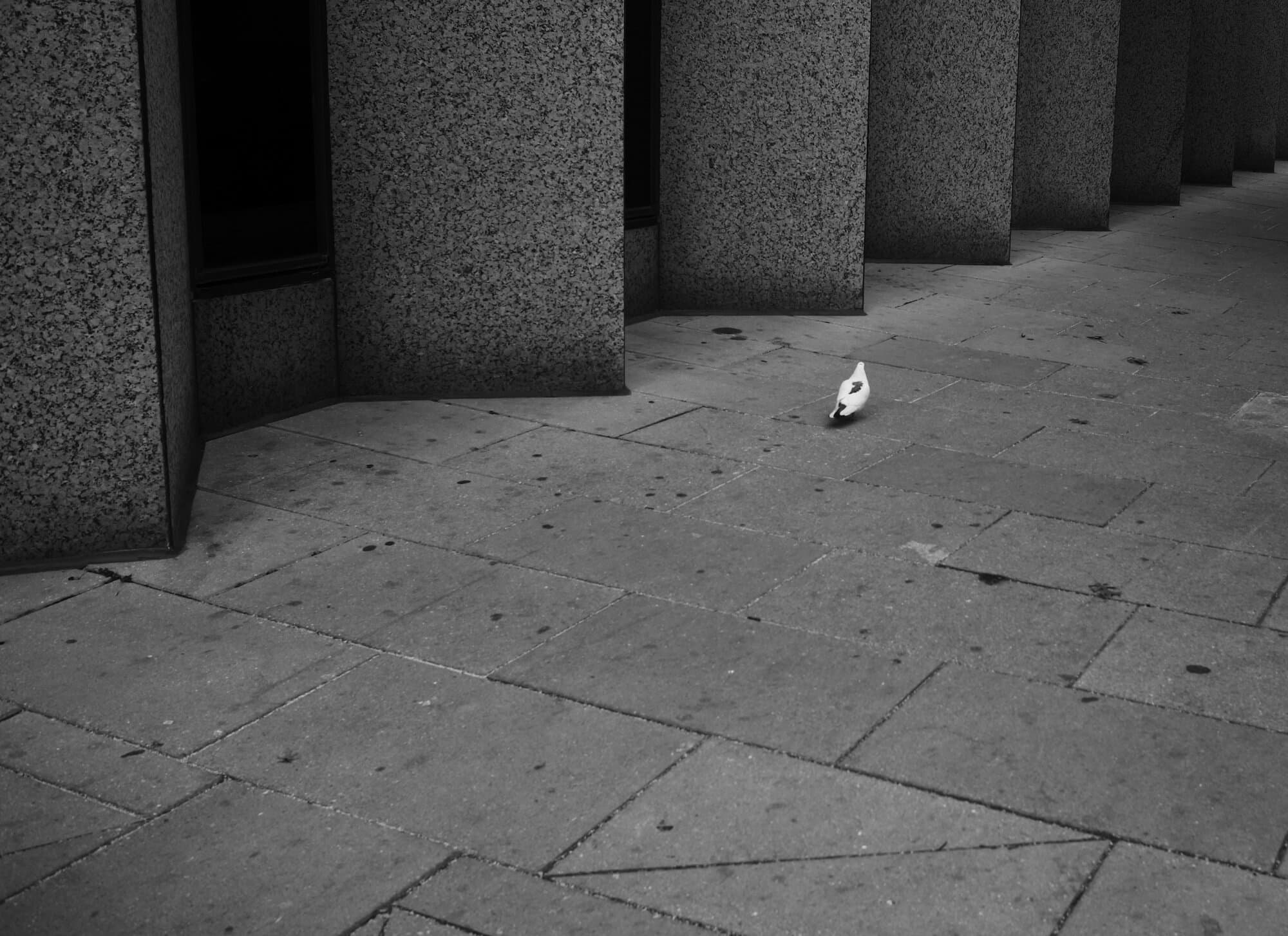 Black & White — frame 11
