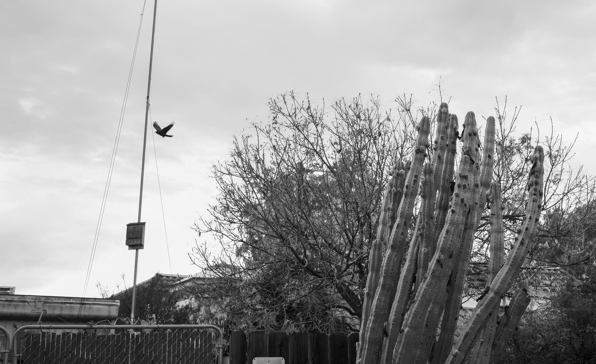 Black & White — frame 27