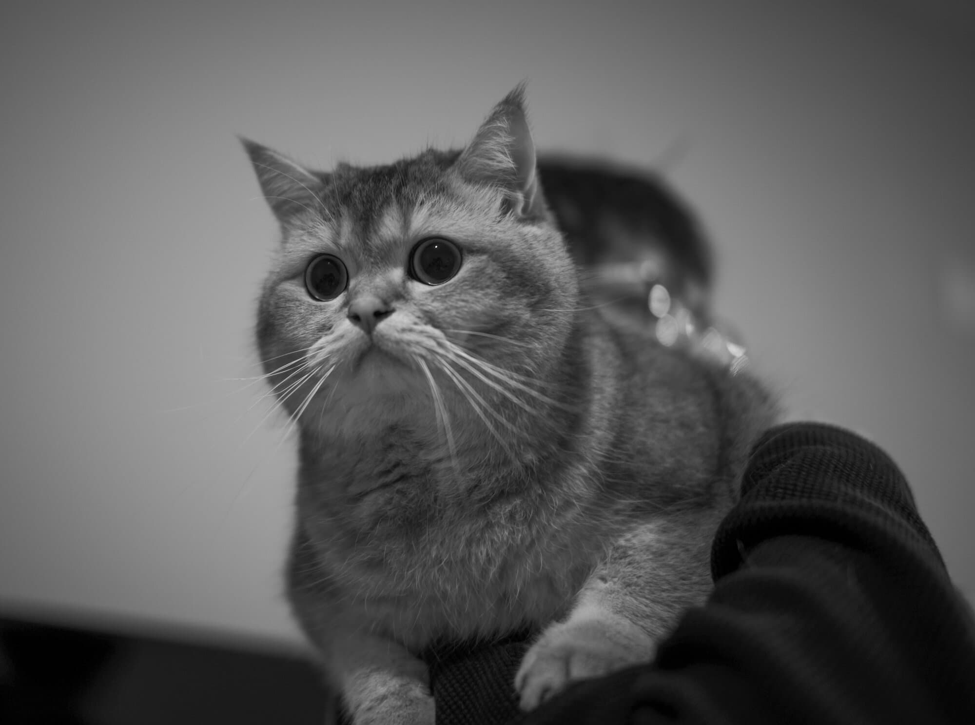 Black & White — frame 37