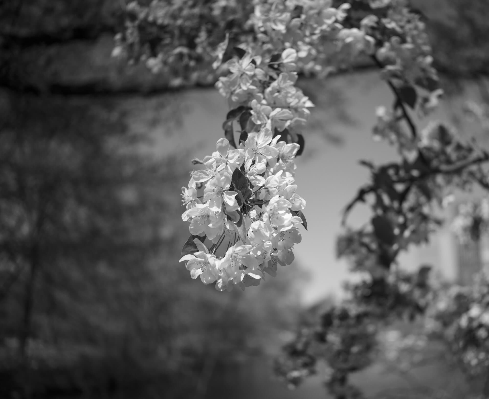 Black & White — frame 52