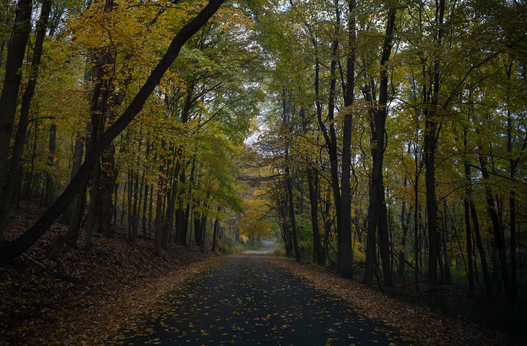 Color — frame 55